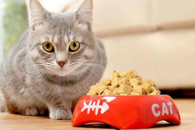 宠物食品线上商城小程序开发 猫粮狗粮在线下单系统